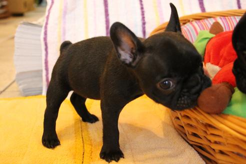 成約済の愛知県のフレンチブルドッグ-72085の5枚目