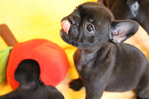 成約済の愛知県のフレンチブルドッグ-72085