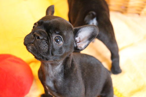 成約済の愛知県のフレンチブルドッグ-72085の4枚目