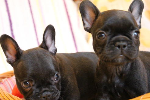 成約済の愛知県のフレンチブルドッグ-72085の2枚目