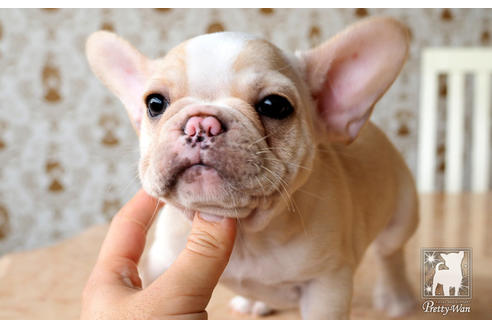 成約済の愛知県のフレンチブルドッグ-74906