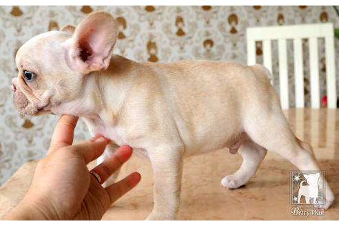 成約済の愛知県のフレンチブルドッグ-74906の4枚目