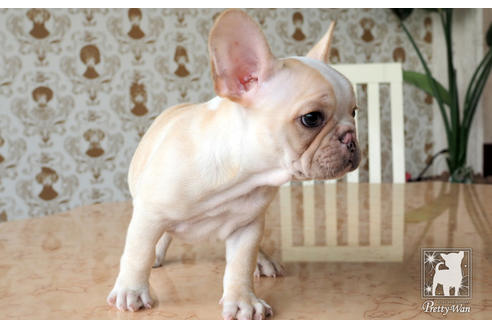 成約済の愛知県のフレンチブルドッグ-74906の2枚目