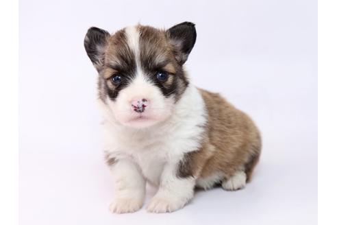 成約済の栃木県のウェルシュコーギーペンブローク-74911