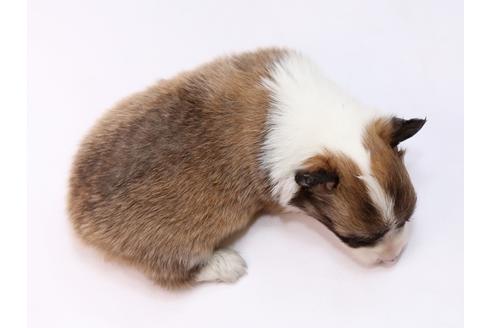 成約済の栃木県のウェルシュコーギーペンブローク-74911の3枚目