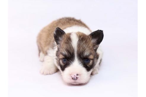 成約済の栃木県のウェルシュコーギーペンブローク-74911の2枚目