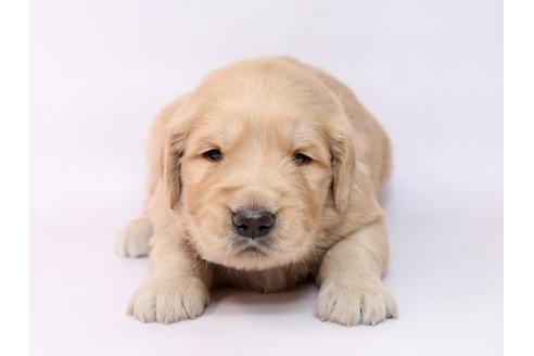 成約済の栃木県のゴールデンレトリーバー-74912の1枚目