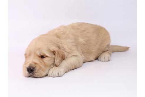 成約済の栃木県のゴールデンレトリーバー-74912の2枚目