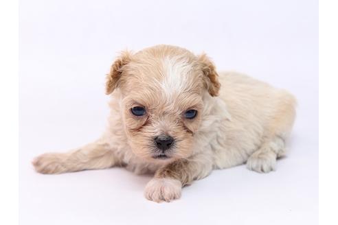 成約済の栃木県のミックス犬-74913の3枚目