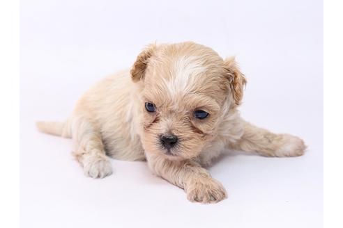 成約済の栃木県のミックス犬-74913の2枚目