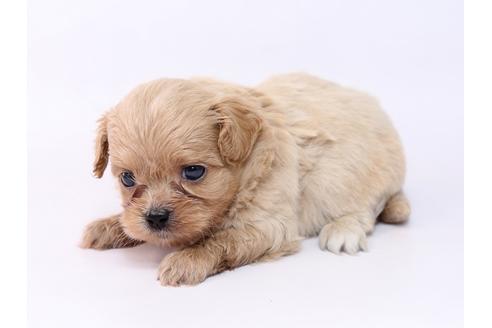 成約済の栃木県のミックス犬-74914の3枚目