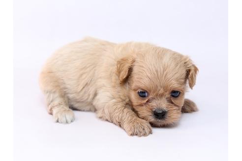 成約済の栃木県のミックス犬-74914の2枚目