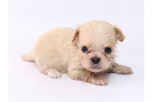 成約済の栃木県のミックス犬-74915の1枚目