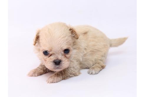 成約済の栃木県のミックス犬-74915の3枚目