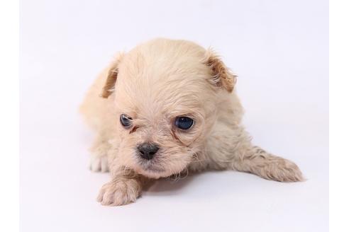 成約済の栃木県のミックス犬-74915の2枚目