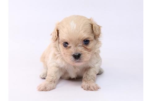 成約済の栃木県のミックス犬-74916の1枚目