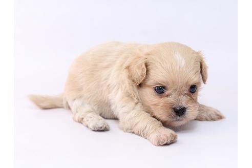 成約済の栃木県のミックス犬-74916の2枚目