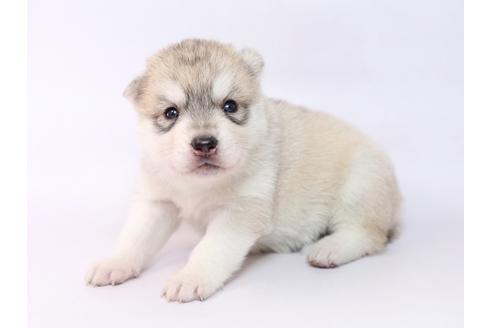 成約済の栃木県のシベリアンハスキー-74918の3枚目