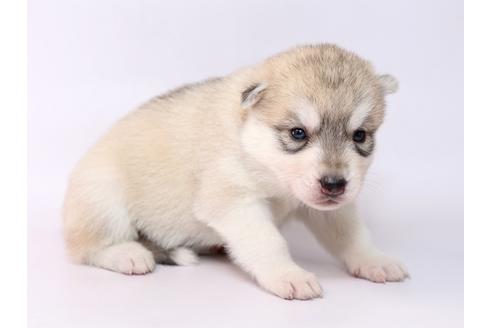 成約済の栃木県のシベリアンハスキー-74918の2枚目