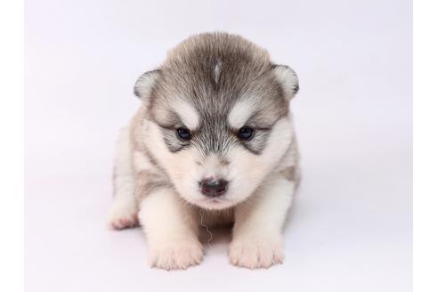 栃木県のシベリアンハスキー 女の子 2019 05 30生まれ シルバー ホワイト 子犬id 74919 ブリーダーナビ