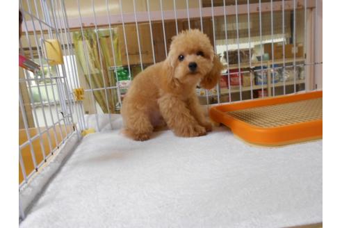 成約済の福岡県のトイプードル-74923の4枚目