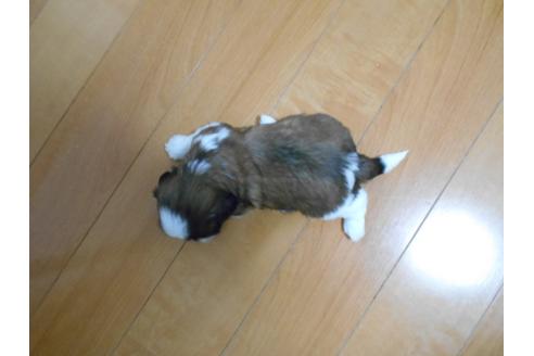 成約済の福岡県のシーズー-74924の5枚目