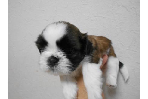 成約済の福岡県のシーズー-74924の3枚目