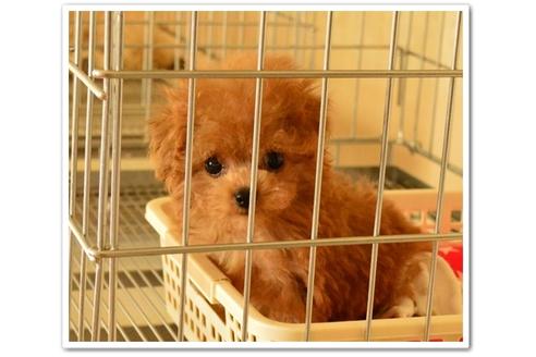 成約済の岩手県のティーカッププードル-74969の5枚目