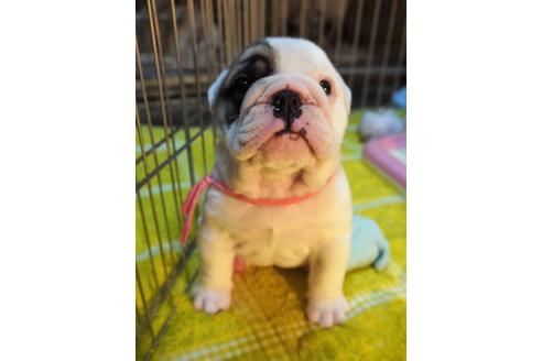 成約済の愛媛県のブルドッグ-74980の1枚目