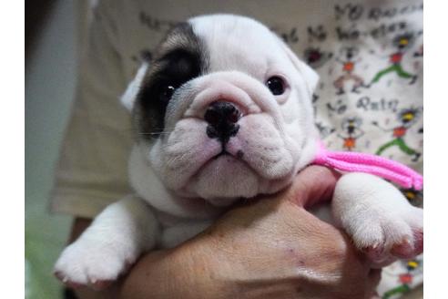 成約済の愛媛県のブルドッグ-74980の3枚目