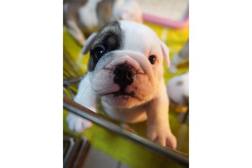 成約済の愛媛県のブルドッグ-74980の2枚目