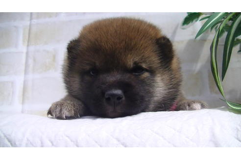 成約済の福岡県の豆柴-74437の6枚目