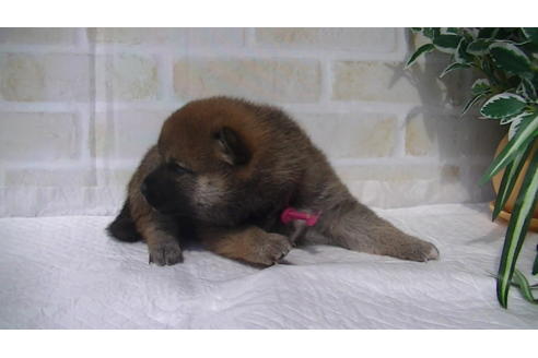 成約済の福岡県の豆柴-74437の5枚目