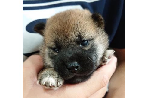 成約済の宮崎県の柴犬-74932の10枚目