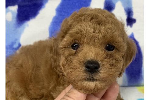 成約済の静岡県のタイニープードル-75006の5枚目