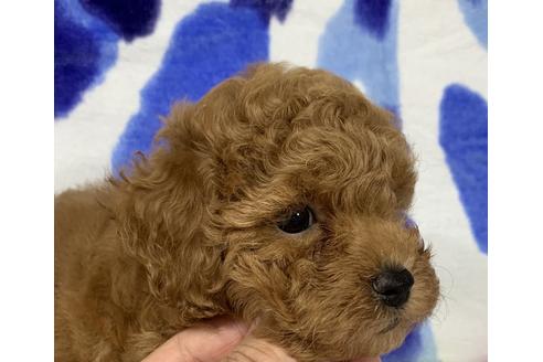成約済の静岡県のタイニープードル-75006の4枚目
