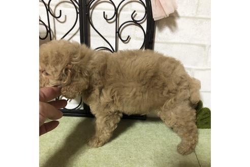 成約済の岡山県のタイニープードル-75021の3枚目