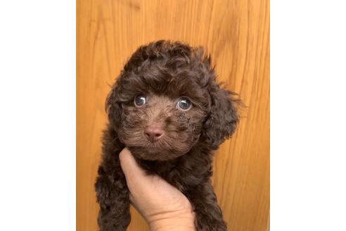 長崎県のトイプードル 男の子 19 05 15生まれ ブラウン 子犬id ブリーダーナビ