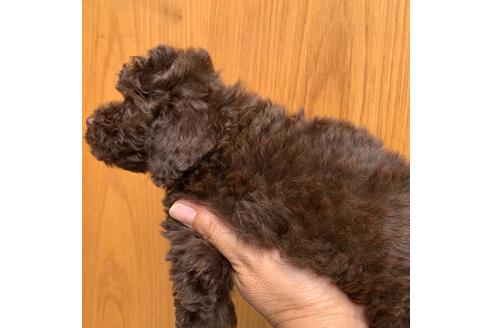 長崎県のトイプードル 男の子 19 05 15生まれ ブラウン 子犬id ブリーダーナビ