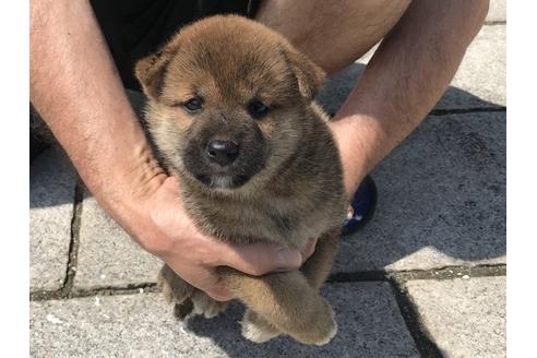 成約済の長崎県の柴犬-74113の5枚目