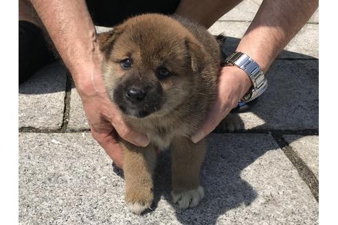 成約済の長崎県の柴犬-74113の4枚目