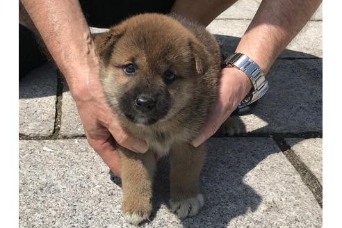 成約済の長崎県の柴犬-74113の3枚目