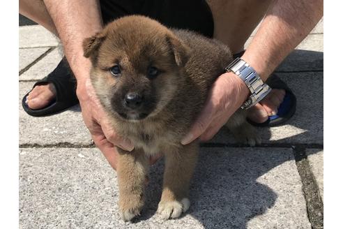 成約済の長崎県の柴犬-74113の2枚目