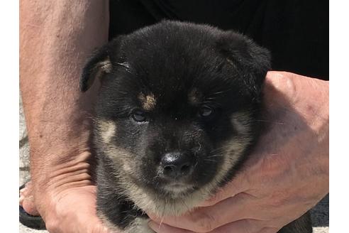 成約済の長崎県の柴犬-74109