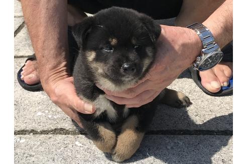 成約済の長崎県の柴犬-74109の5枚目