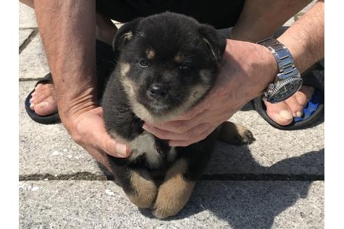 成約済の長崎県の柴犬-74109の3枚目