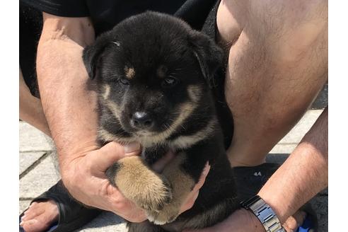 成約済の長崎県の柴犬-74109の2枚目