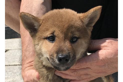 成約済の長崎県の柴犬-72099の1枚目