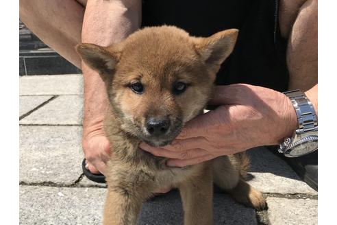 成約済の長崎県の柴犬-72099の5枚目