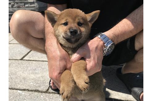 成約済の長崎県の柴犬-72099の4枚目